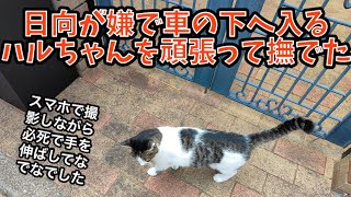 日向が嫌で車の下へ入るハルちゃんを頑張って撫でた