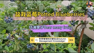 盆栽蓝莓一颗结果十几斤并不难，秋季做好这几项管理是关键! Apotted blueberry to bear more than ten pounds!