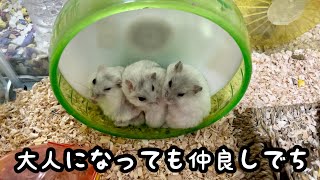 ３匹並んでかわいすぎるハムスター【ジャンガリアン】