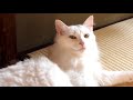 89 うちのネコは可愛い（ビビ） my cat bibi compilation