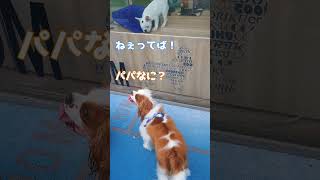 【キャバリア】パピーちゃんに気付かないちょっと天然な犬