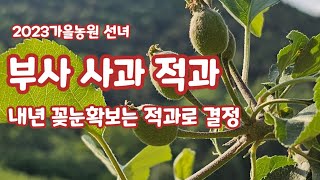 사과적과방법   부사 좋은사과 구별하기 내년 꽃눈확보하기[사과재배]