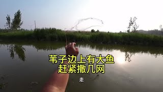 兄弟们苇子边撒几网，测试一下网好用不#户外撒网捕鱼 #撒网