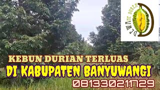 KEBUN DURIAN TERLUAS DI KABUPATEN BANYUWANGI (@dewaneduren)