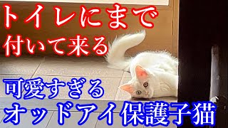 【野良子猫保護】トイレにまで付いてくる様になった保護子猫が可愛すぎる