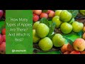 How Many Types of Apples Are There? And Which Is Best?