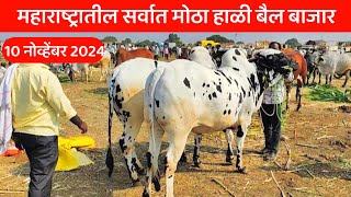 Hali Bail Bajar/ 10 नोव्हेंबर 2024 चा हाळी बैल बाजार