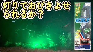 【夏休み】水中集魚灯でアジもイカも釣れまくりフィーバーと思っていたけど、現実は・・Hey whats up sea light？【28本目】