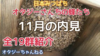 日本みつばち　オタジーさんちの蜂たち　11月の内見　全19群紹介