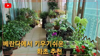 베란다에서 키우기쉬운 화초