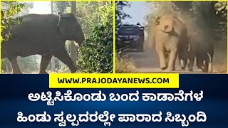 ಅಟ್ಟಿಸಿಕೊಂಡು ಬಂದ ಕಾಡಾನೆಗಳ ಹಿಂಡು; ಸ್ವಲ್ಪದರಲ್ಲೇ ಪಾರಾದ ಸಿಬ್ಬಂದಿ