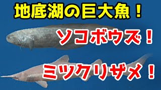 【実況】南の島でリゾート釣り旅行part84【ファミリーフィッシング】