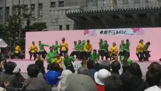 陽舞笑 さくらよさこい2012 京都市役所前会場