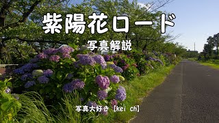 紫陽花ロード写真解説(入門者、初級者向け）