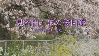 [4K] 花筏  Cherry Blossoms 見沼田んぼの桜回廊