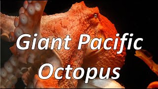 Giant Pacific Octopus (Wonders of Wildlife)