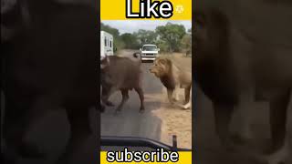 Lion vs bull funny video #shorts