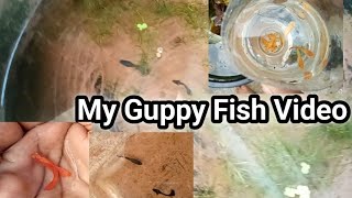 My Guppy Fish Video