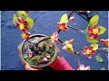 ഇനി waste മാത്രം മതി വീട് അലങ്കരിക്കാൻgorgeous bonsai tree from waste bonsai tree palmcraft video 78