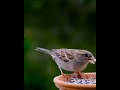 Humming Bird | Cute Bird | Bird Video | Bird Feeding | Cute Bird Video |