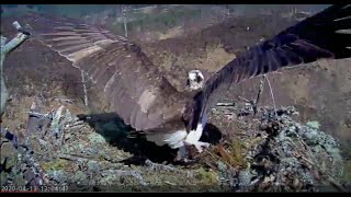 Slo-mo: Louis the Loch Arkaig Osprey chases an intruder Osprey 13 Apr 2020