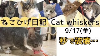 【猫のおもちゃ】秒で壊した子猫物語