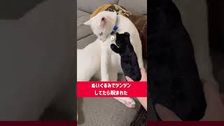 ぬいぐるみをすごい目で睨む猫 　#shorts #cat #猫 #白猫 #保護猫 #デブ猫