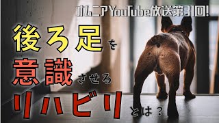 後ろ足を意識させるリハビリとは？