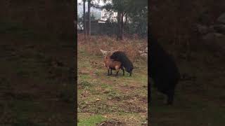 Goat Pig