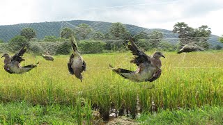 Easy Bird Trap - How to Make Creative Trap Using Nets That Work 100%