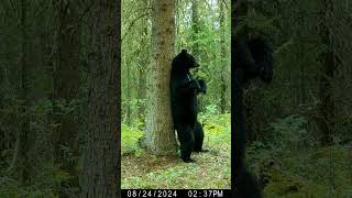 Black Bear enjoying rub tree. #wildlife #browningtrailcameras #alberta #wildlife #nature #trailcam