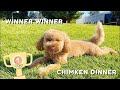 Puppy Olympics // Competing to become my puppy's favorite // Mini Goldendoodle