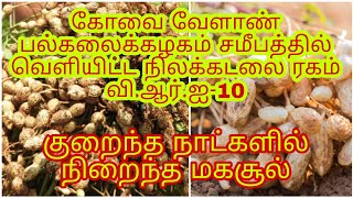 கோவை வேளாண் பல்கலைக்கழகம் சமீபத்தில் வெளியிட்ட வி.ஆர்.ஐ-10 நிலக்கடலை ரகம்...