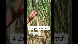 4 மாதத்தில் கரும்பு சக்தி ஆர்கானிக் உரங்கள்