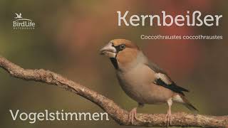 Vogelstimmen: So singt der Kernbeißer