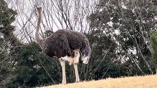 頂上に瞳ちゃん♪ ダチョウ　千葉市動物公園にて　2025年2月1日