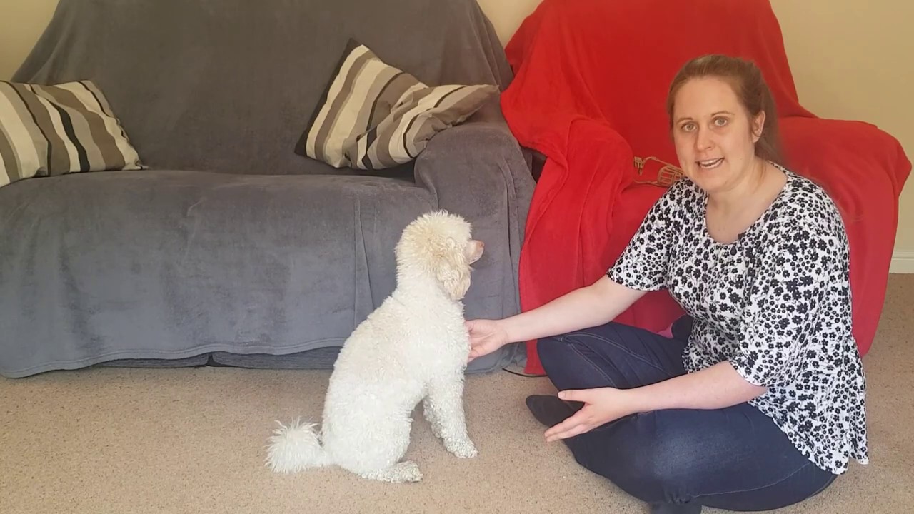 Muzzle Training For Biting Gigtaste