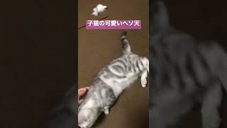 すぐにヘソ天してくれるアメショの子猫 #shorts #猫 #cat #アメショ #猫のいる暮らし