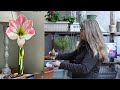 Planting and Repotting Amaryllis Bulbs