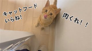 キャットフードを残して肉を要求する野良猫まるとら