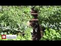 beginning gardening series 1 best location for a vegetable garden