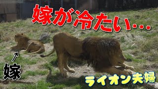 嫁が冷たいライオン夫婦in伊豆アニマルキングダム🐱