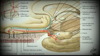 Анатомия с АВ. Органы обоняния и вкуса.