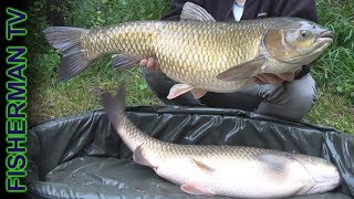 Монстры в маленьком пруду Карпфишинг на маленьком водоёме