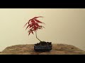 creating bonsai from starter tree material