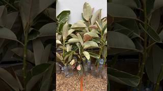 CÓMO ENRAIZAR ￼CUALQUIER FICUS | Ficu￼s Elastica Variegata “TINEKE” #shots