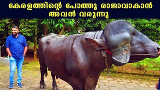 BIGGEST JAFFRADABI IN KERALA | കേരളത്തിലെ പോത്തു കർഷകർ ചതിക്കപ്പെടുന്നുണ്ടോ?