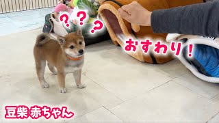 【豆柴犬】激かわ3姉妹が初めてのしつけ練習にチャレンジしました！【子犬と癒し】まめしば亭ブログvlog