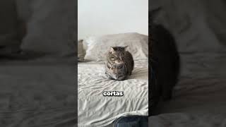 UN GATITO SALCHICHA