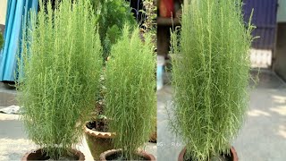 Grow of cochia plant || গ্রীষ্মের দুর্দান্ত গাছ কোচিয়া ঝাউ